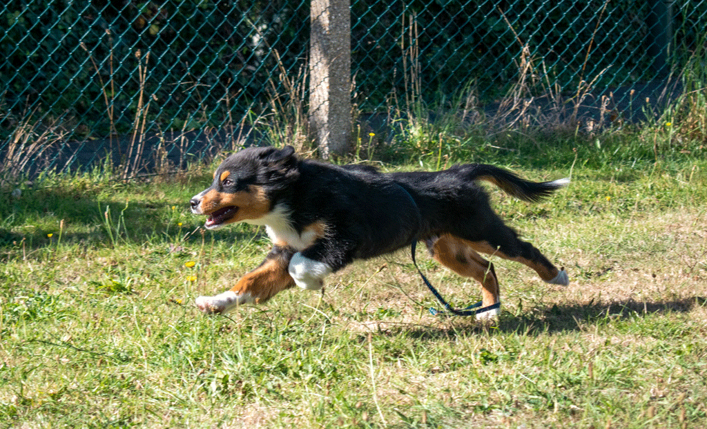 Black and Tan dog running
