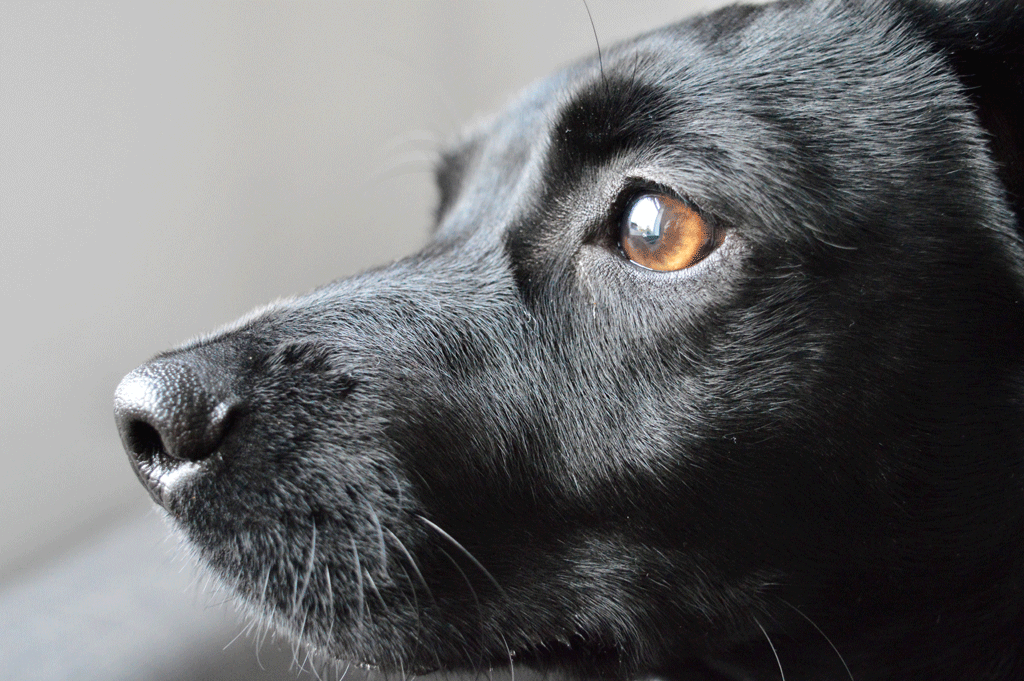 Black dog close up head shot