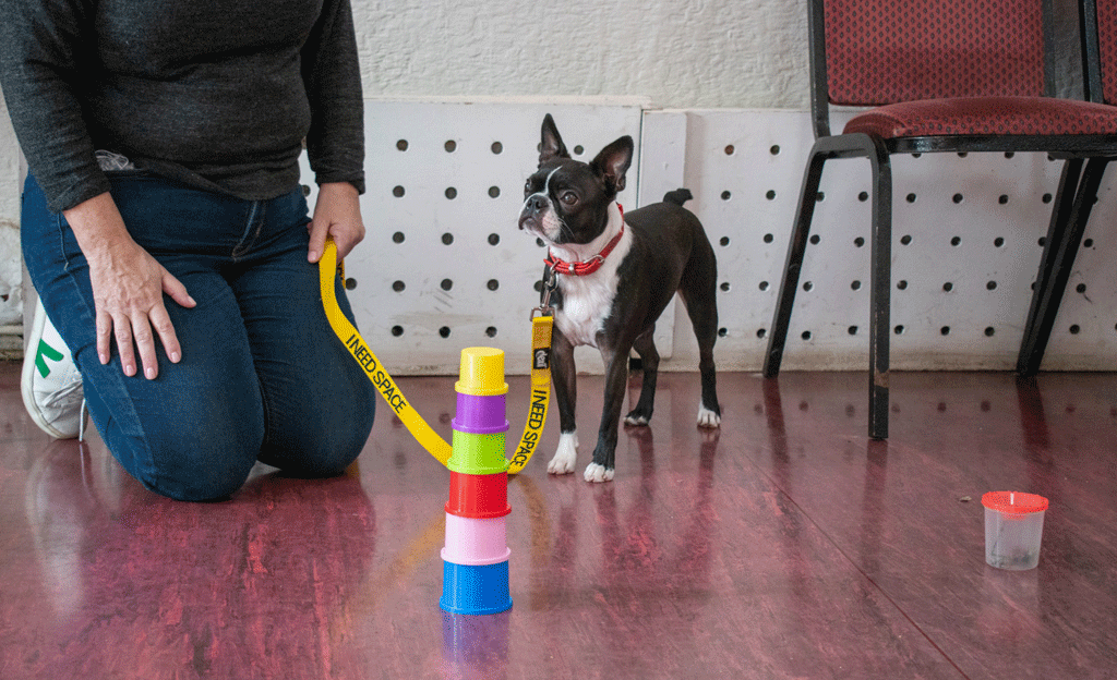 Boston terrier