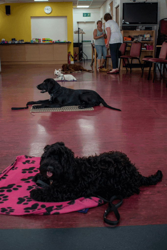 Dogs in a row in class