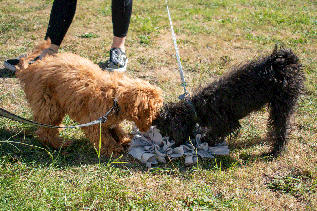 Dogs with rag toys