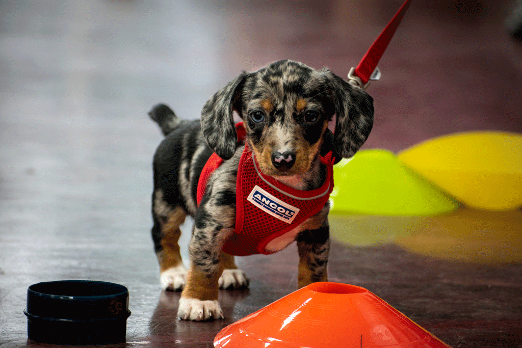 Puppy in harness