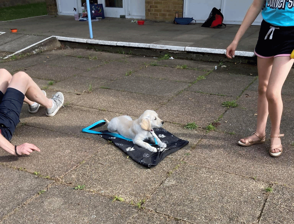 Puppy laying on a blanket outdoors