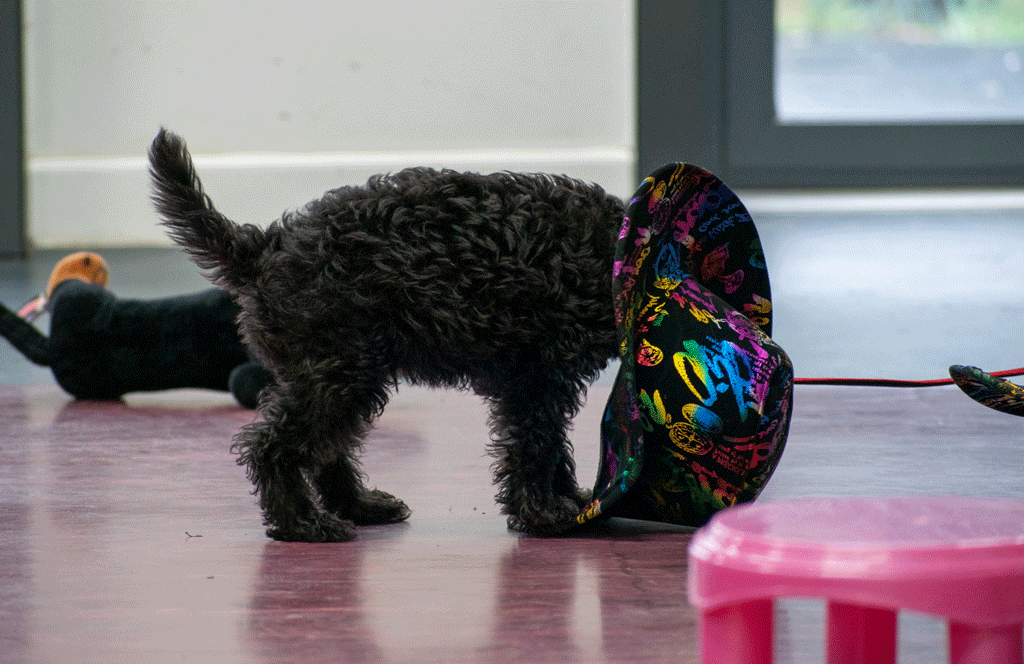 Puppy with hat