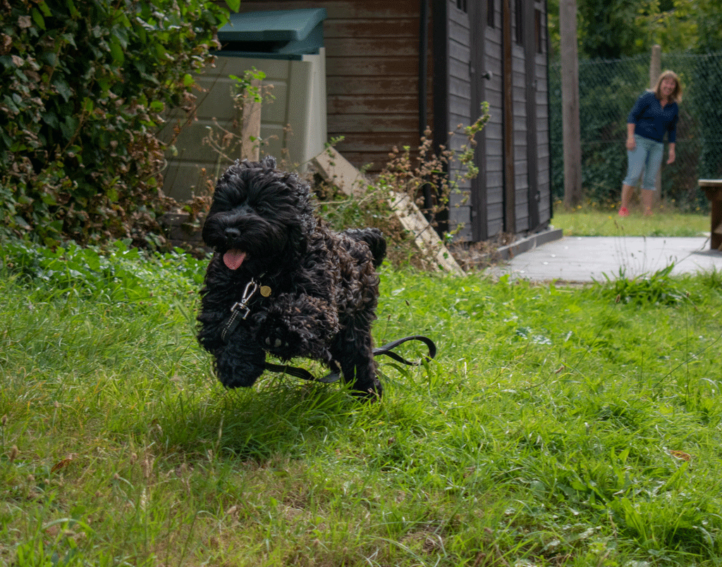 dog running away dragging lead