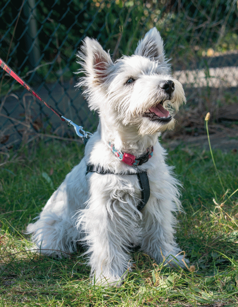 westie looking up